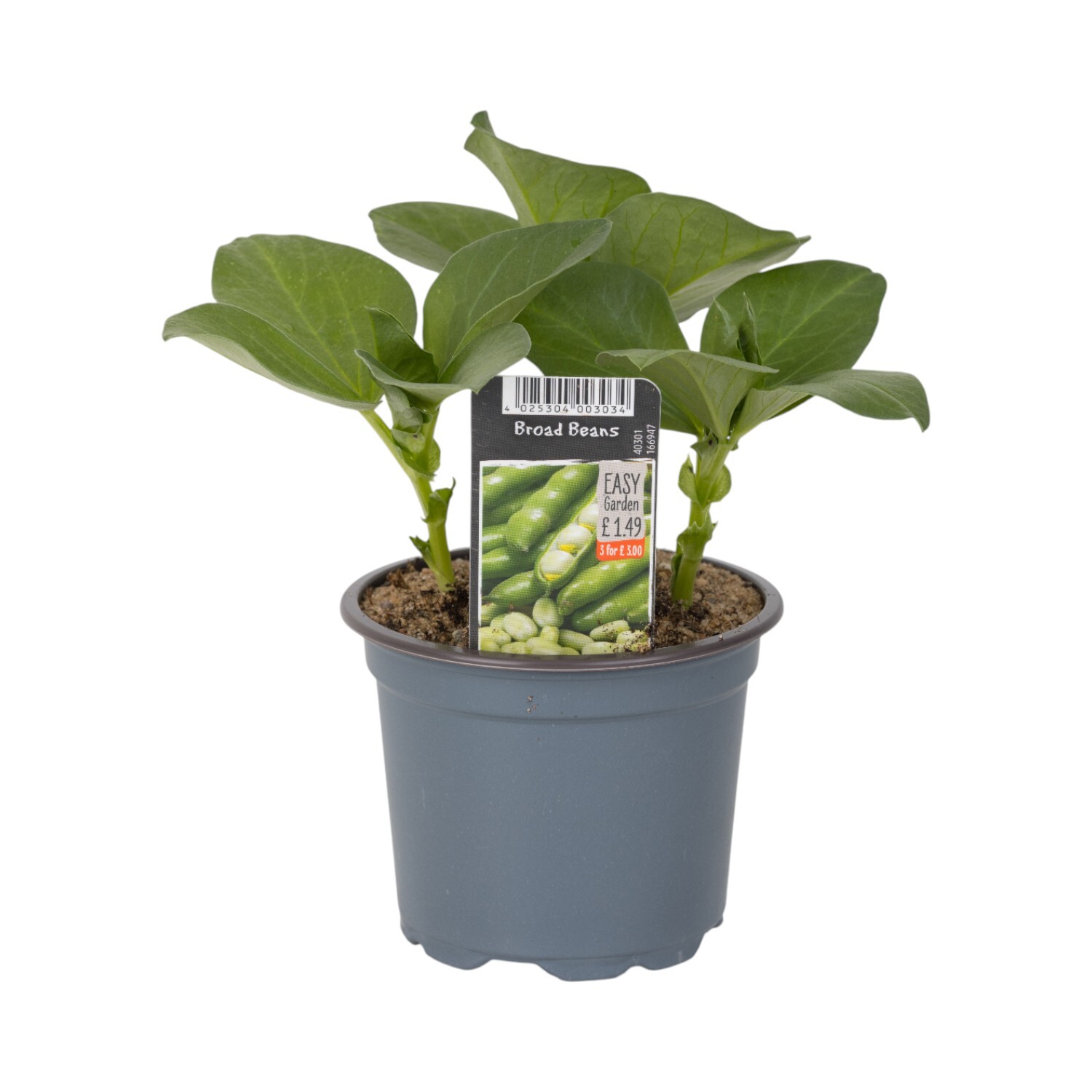 Broad Beans Plant Image