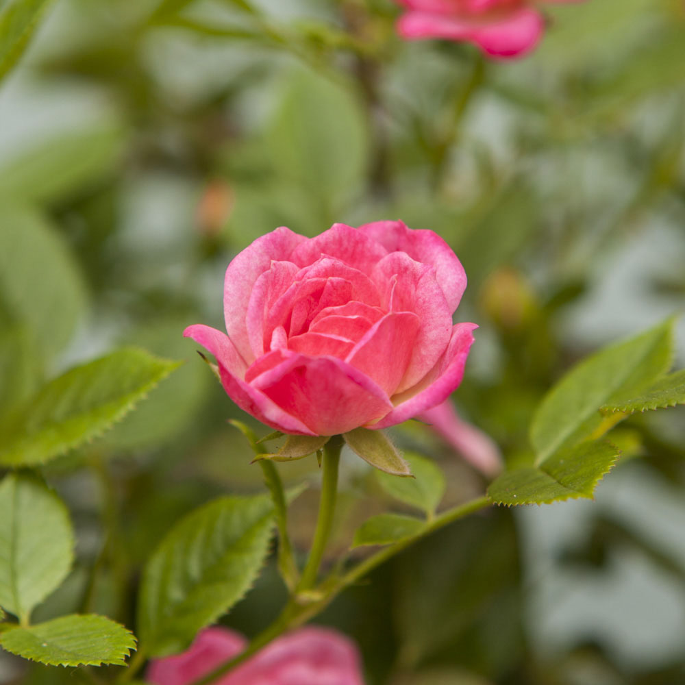 Wilko Standard Pink Bare Root Rose 2 Pack Image 1