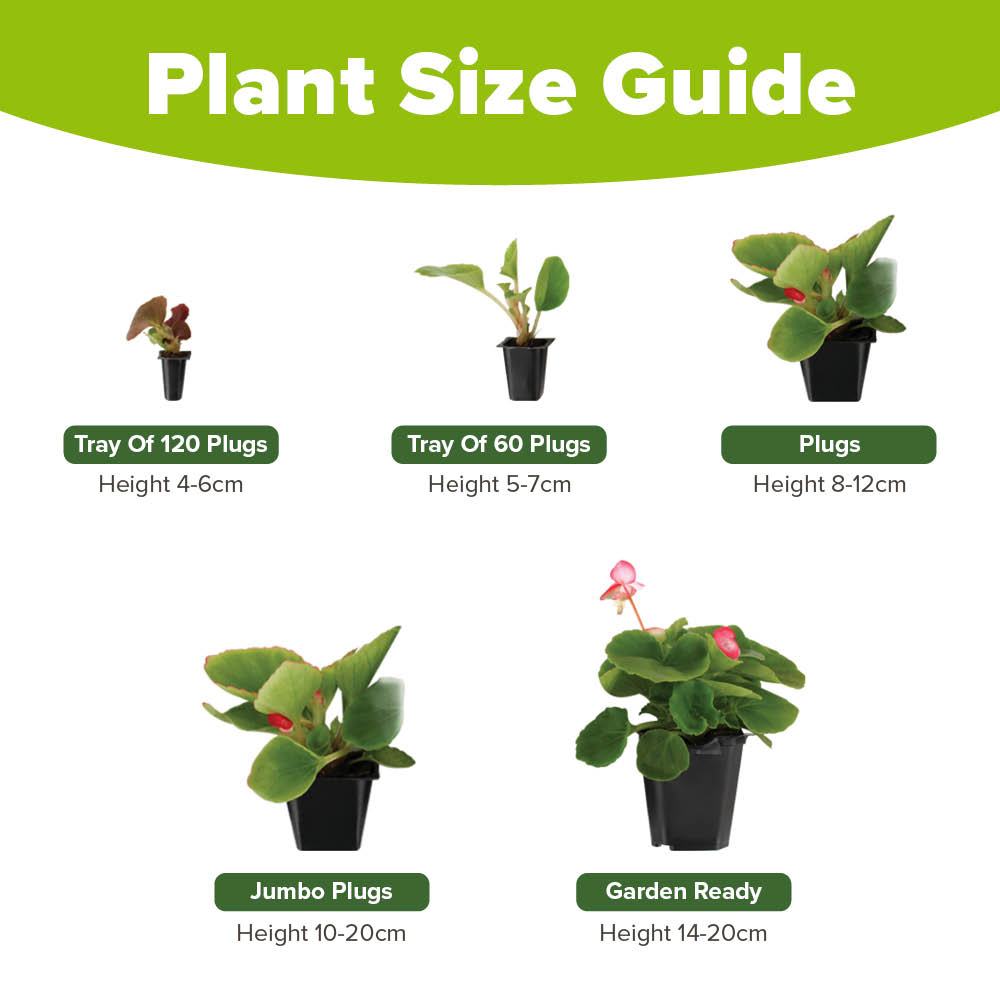 YouGarden Wallflower Sunset Tutti Frutti Garden Ready Plant 20 Pack Image 4