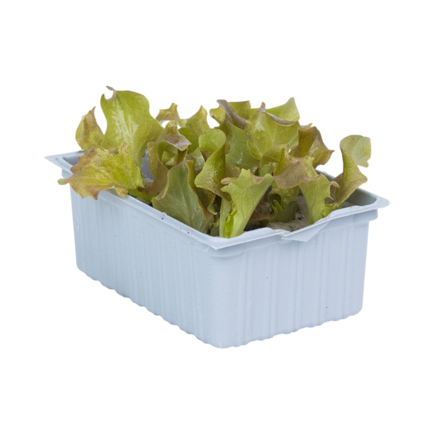 Pack of 6 Lollo Rosso Lettuce Plants Image