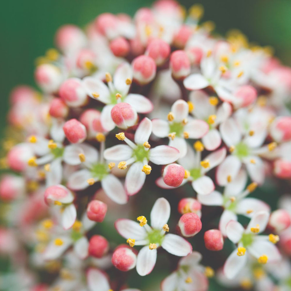 Thompson and Morgan Skimmia Japonica Rubella Plant Pot 9cm 2 Pack Image 5