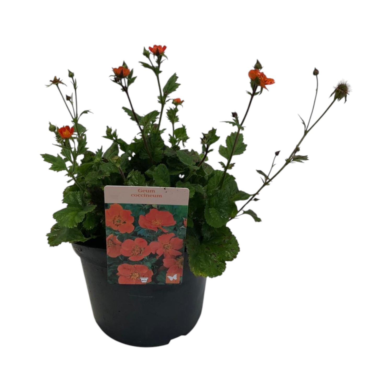 Geum Coccineum Perennial Plant Image