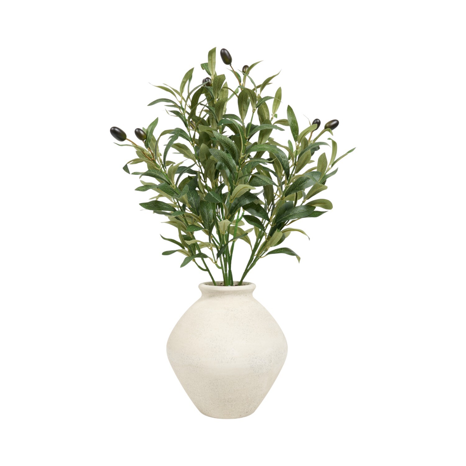 Potted Olive Tree2 Image 1