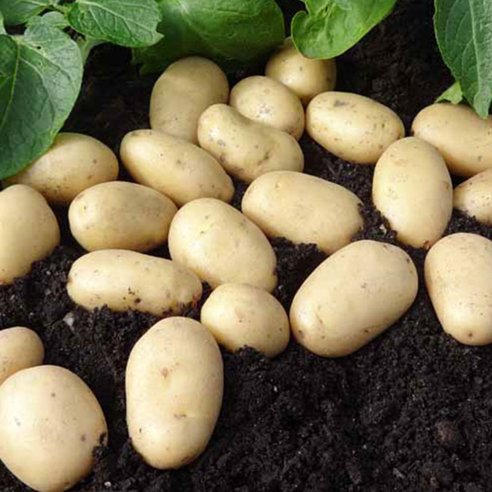 Wilko Seed Potatoes Jazzy 5 Pack Image 4