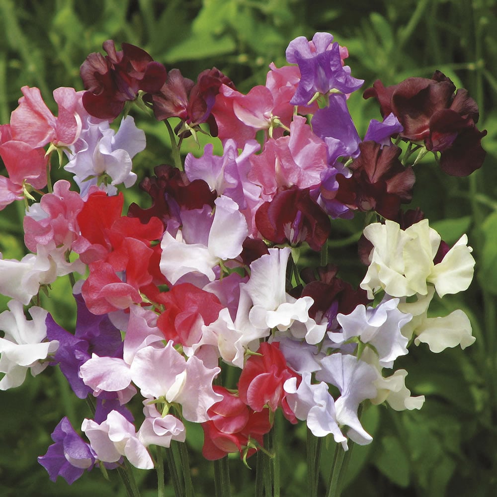 Johnsons Sweet Pea Show Bench 8 Seeds Image 1