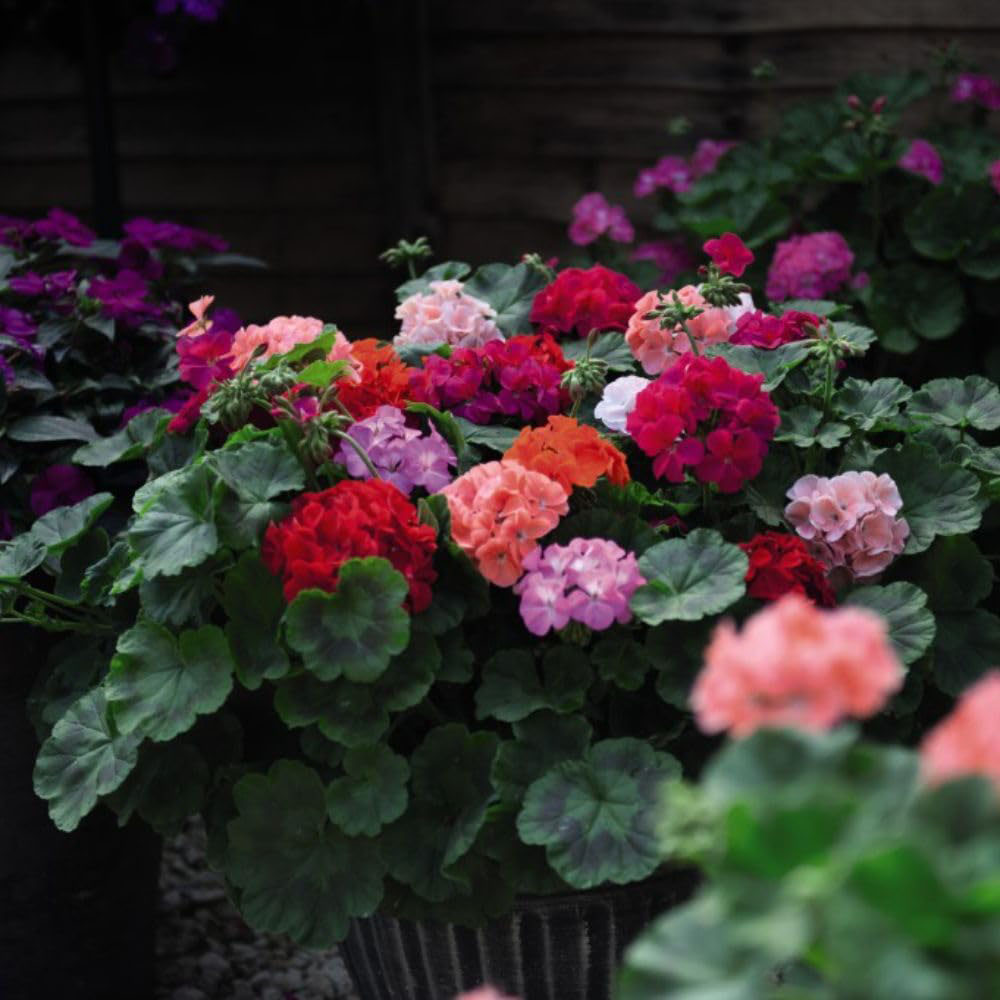 Thompson and Morgan Container Collection Garden Ready Plant 60 Pack Image 3