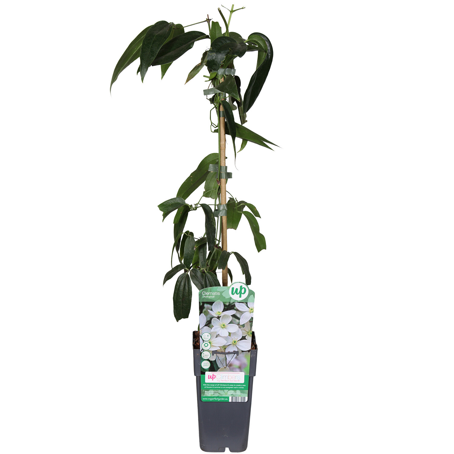 Evergreen Clematis - Armandii Image