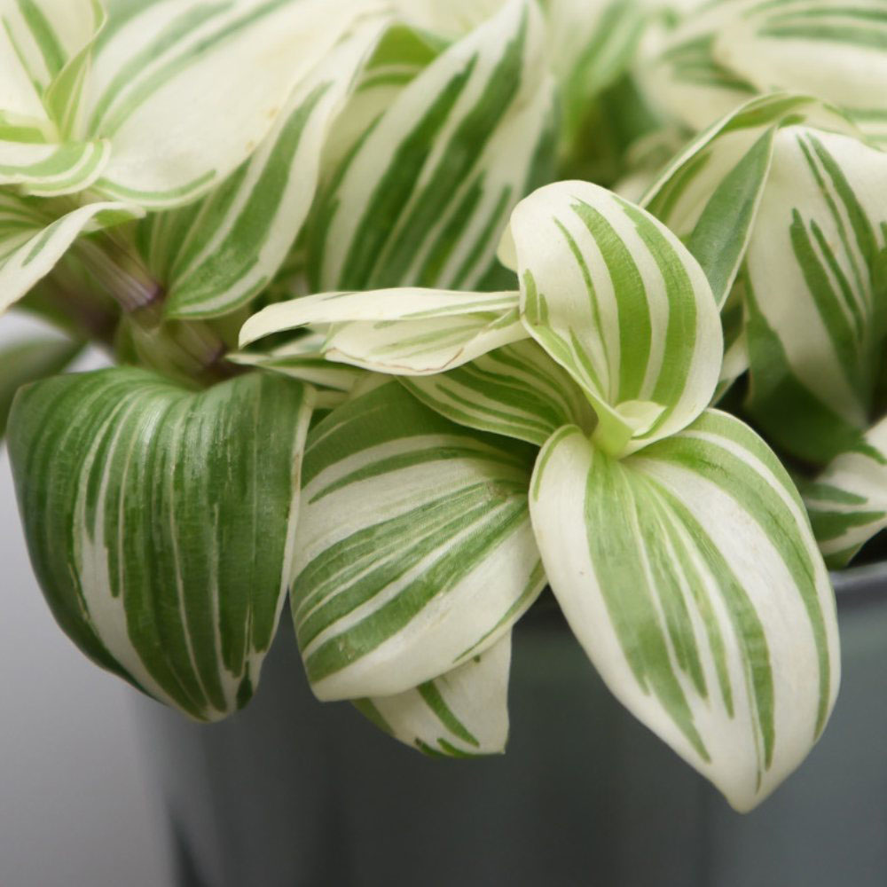 Thompson & Morgan Tradescantia Brightness Potted Plant 12cm Image 3