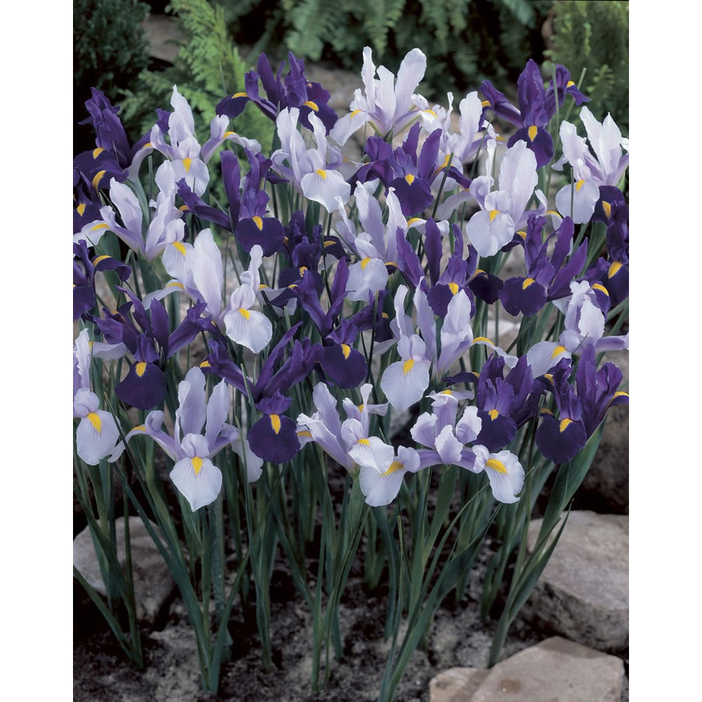 Wilko Autumn Bulbs White Blue Dutch Iris 6/7 25pk Image 2
