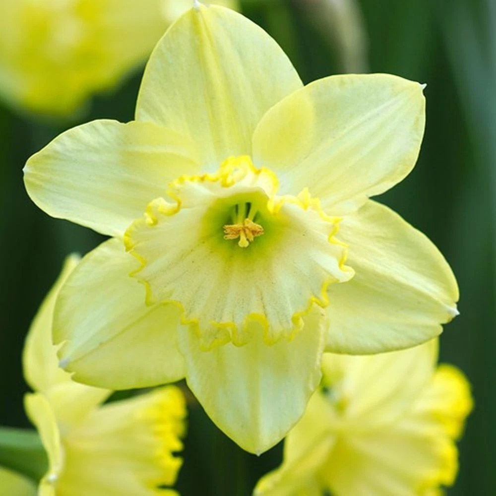 Thompson and Morgan Daffodil St Patricks Day Planting Bulb 8 Pack Image 2