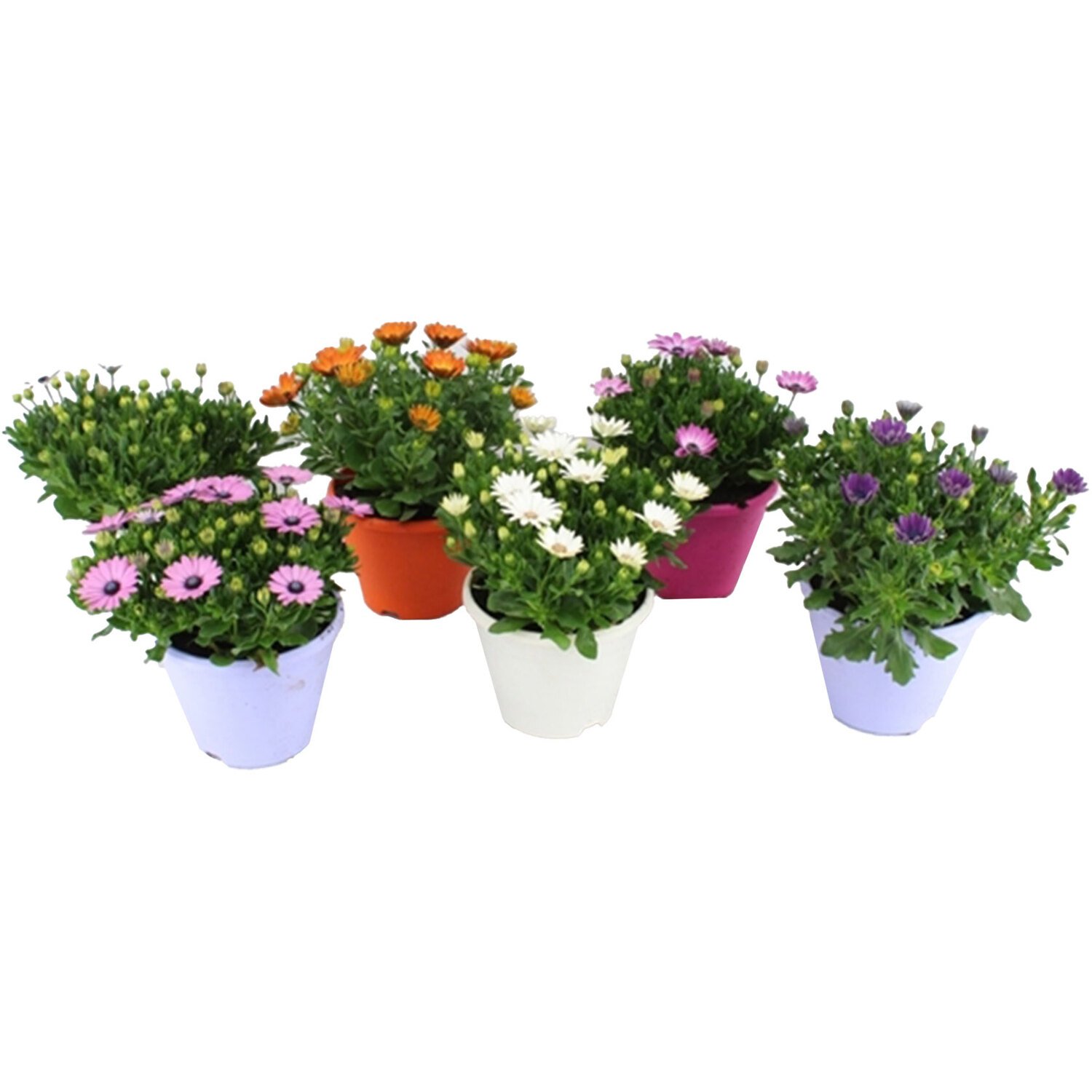 Osteospermum with Pot Image