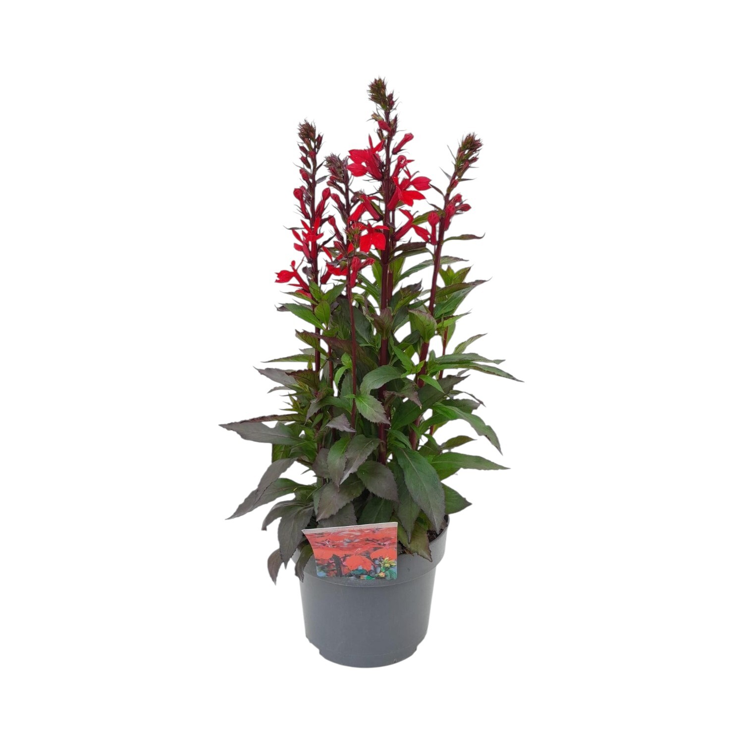 Lobelia Speciosa Fan Perennial Plant Image