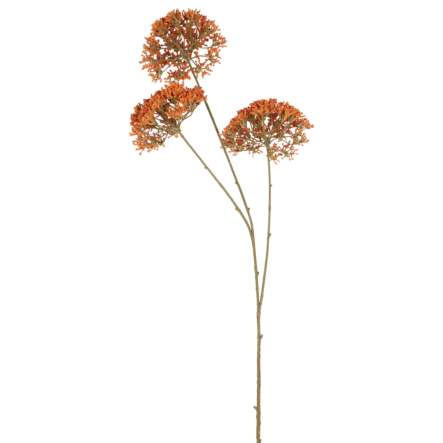 Queen Annes Lace Stem Yellow or Orange Image 5