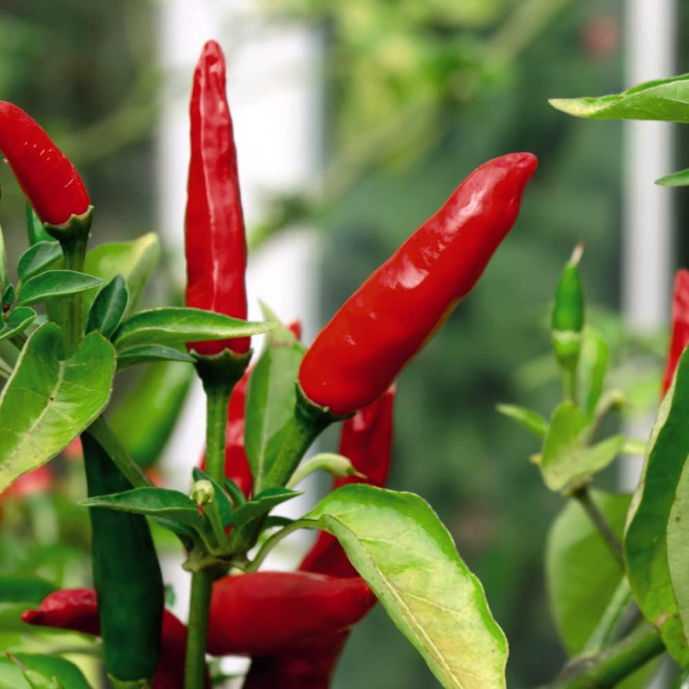 Thompson & Morgan Chilli Pepper Tabasco 10 Seeds Packet Image 3