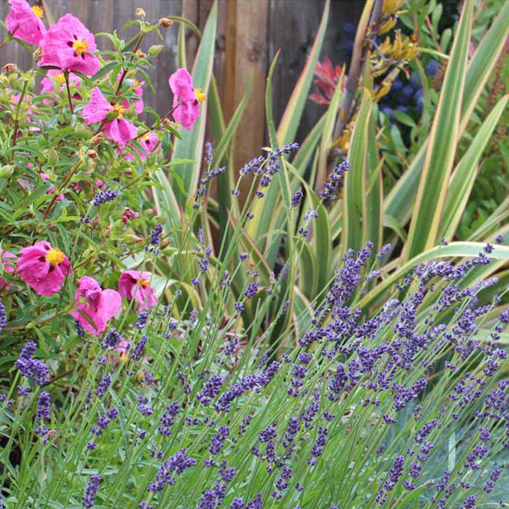 Garden On A Roll Mediterranean Border 2m x 90cm Image 6