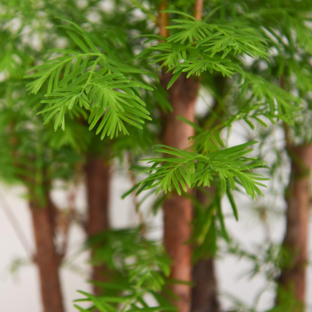 Thompson & Morgan Bonsai Metasequoia Forest Potted Plant Image 5