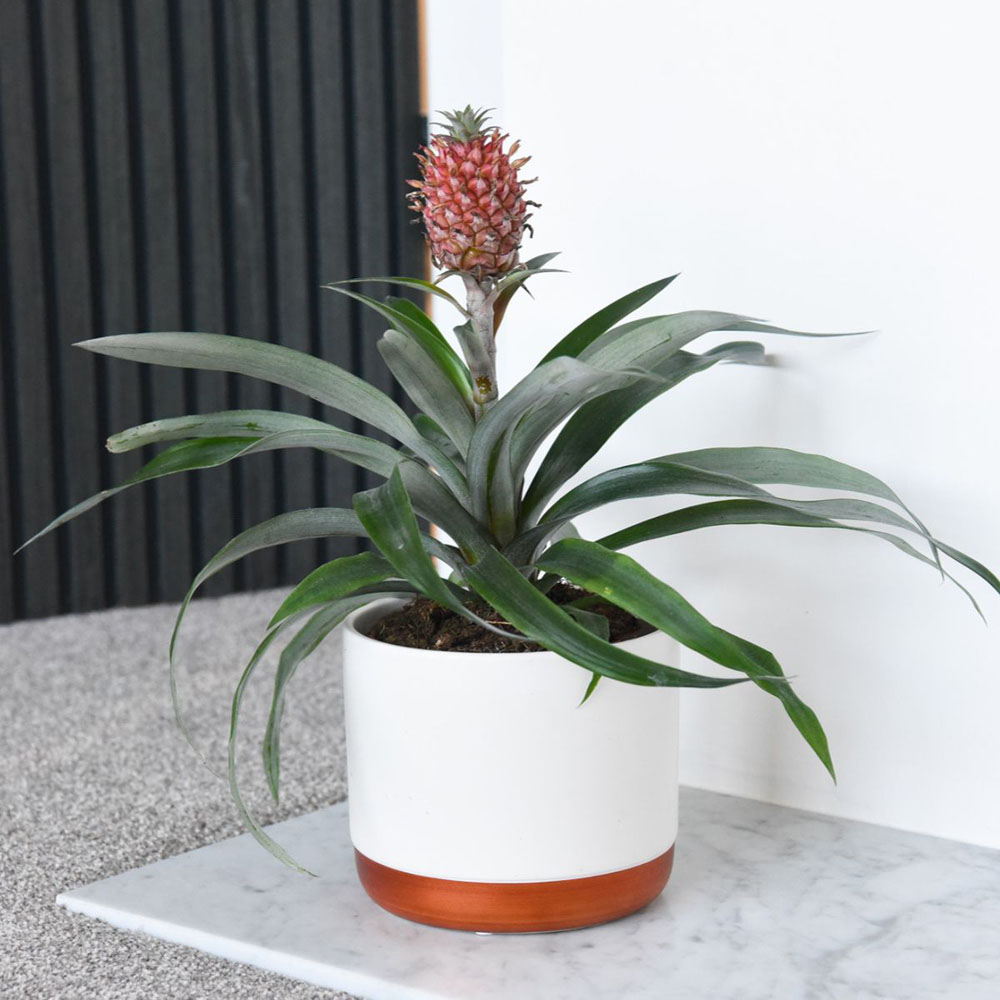Thompson and Morgan Ornamental Pineapple Rosita Plant Pot 12cm Image 1
