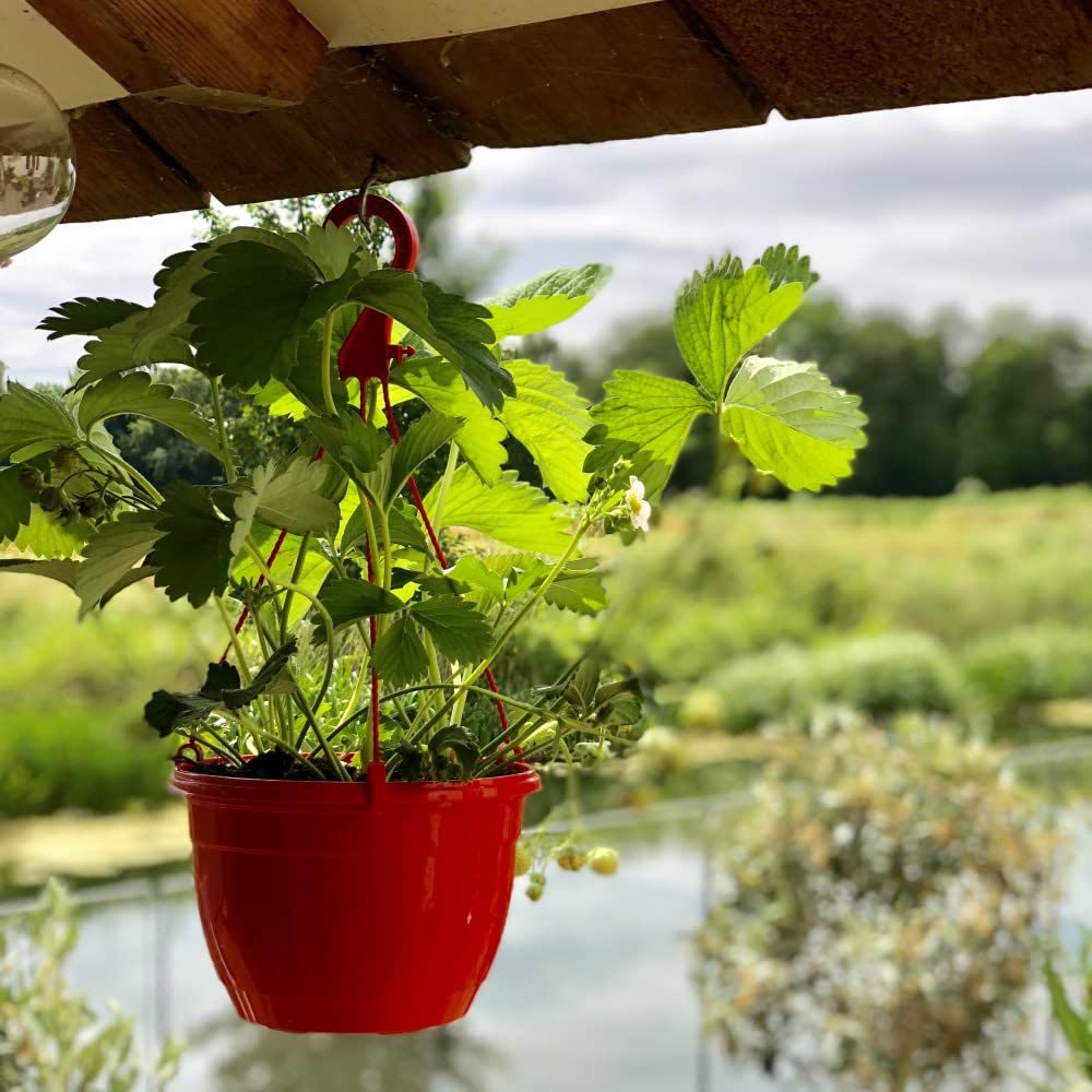Thompson and Morgan Strawberry Fragaria Elsanta 9cm Plant in Pot 12 Pack Image 4
