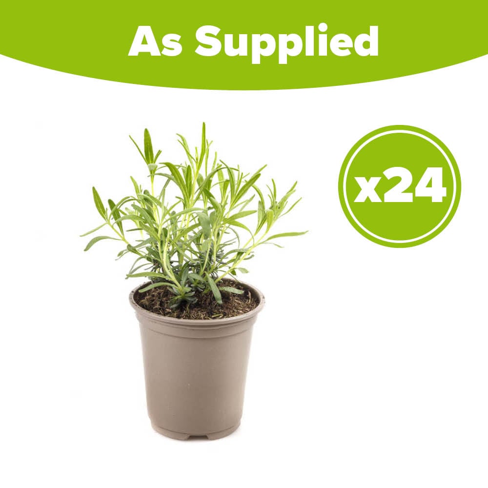 YouGarden English Lavender Hidcote Hedging Plant in Pot 9cm 24 Pack Image 4