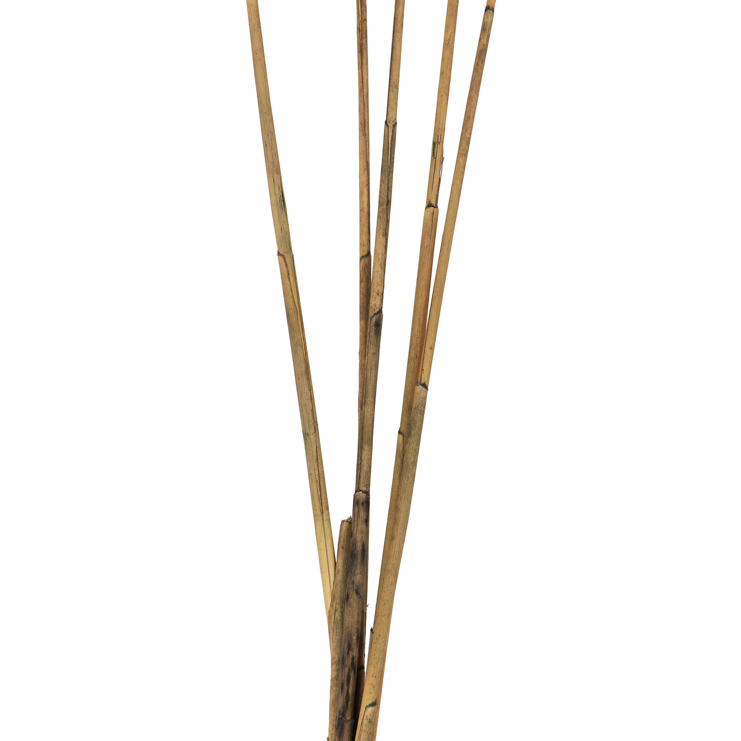 Pack of 5 Pampas Stems - Grey Image 4
