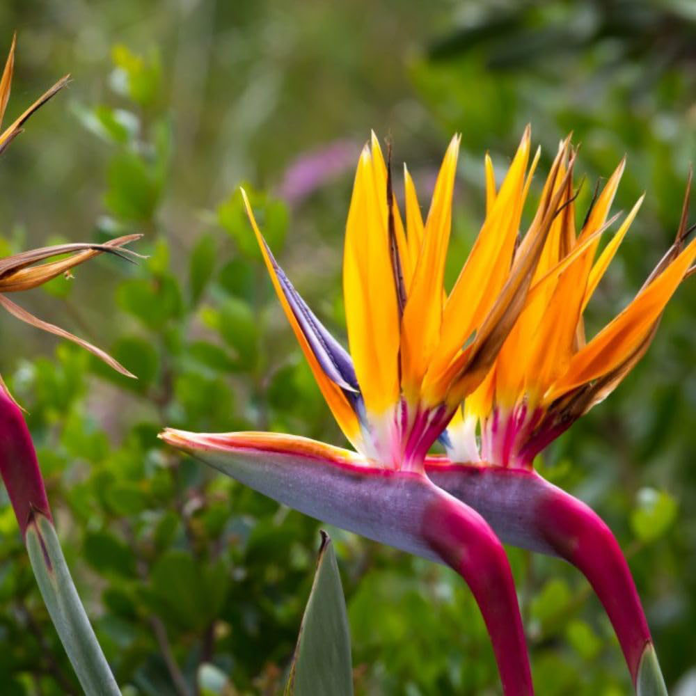 Thompson and Morgan Strelitzia Reginae Bird Of Paradise Plant Pot 9cm 3 Pack Image 2