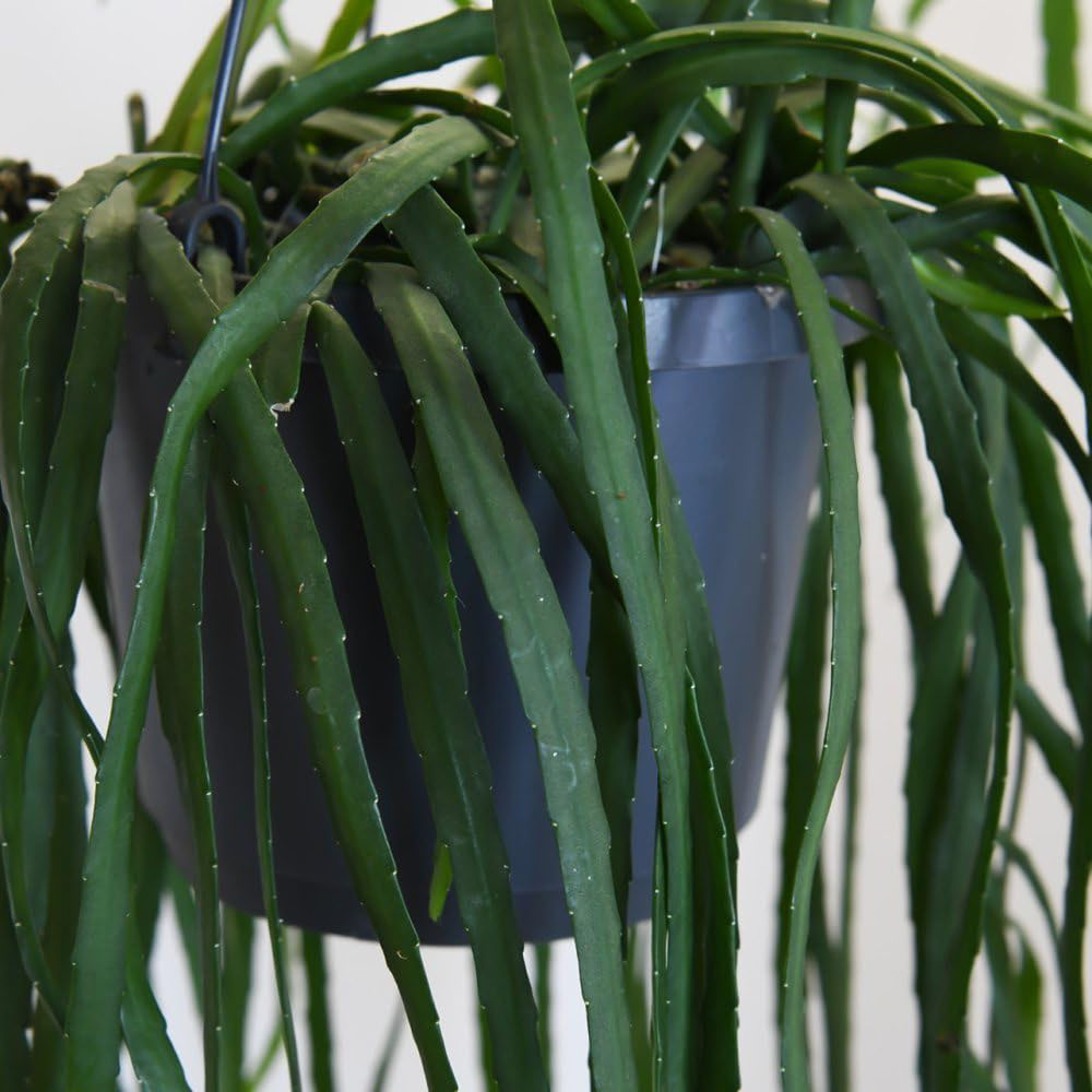 Thompson and Morgan Lepismium Bolivianum Hanging Basket 17cm Image 4