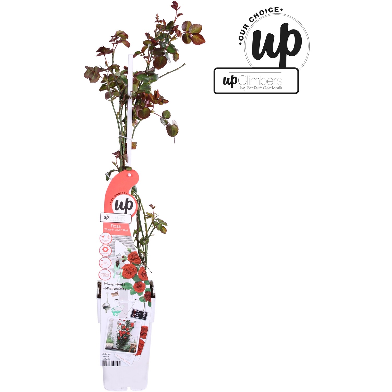 Rosa Crazy in Love - Red Image