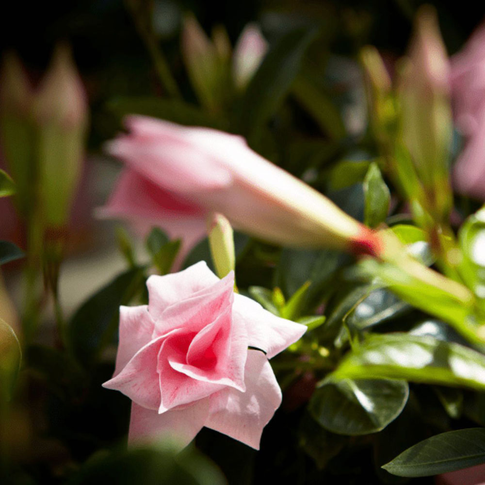 Thompson and Morgan Mandevilla Sundaville Double Blush Pink Plant Pot 12cm Image 6