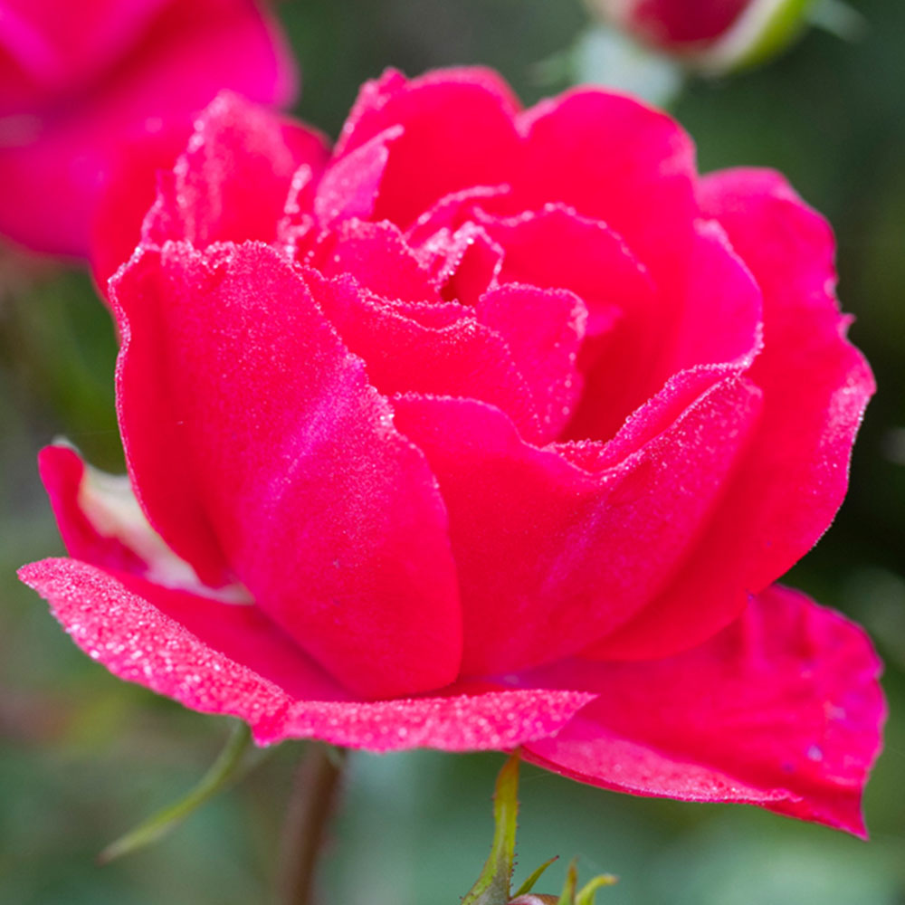 YouGarden Raspberry Royale Bare Root Rose 2 Pack Image 1