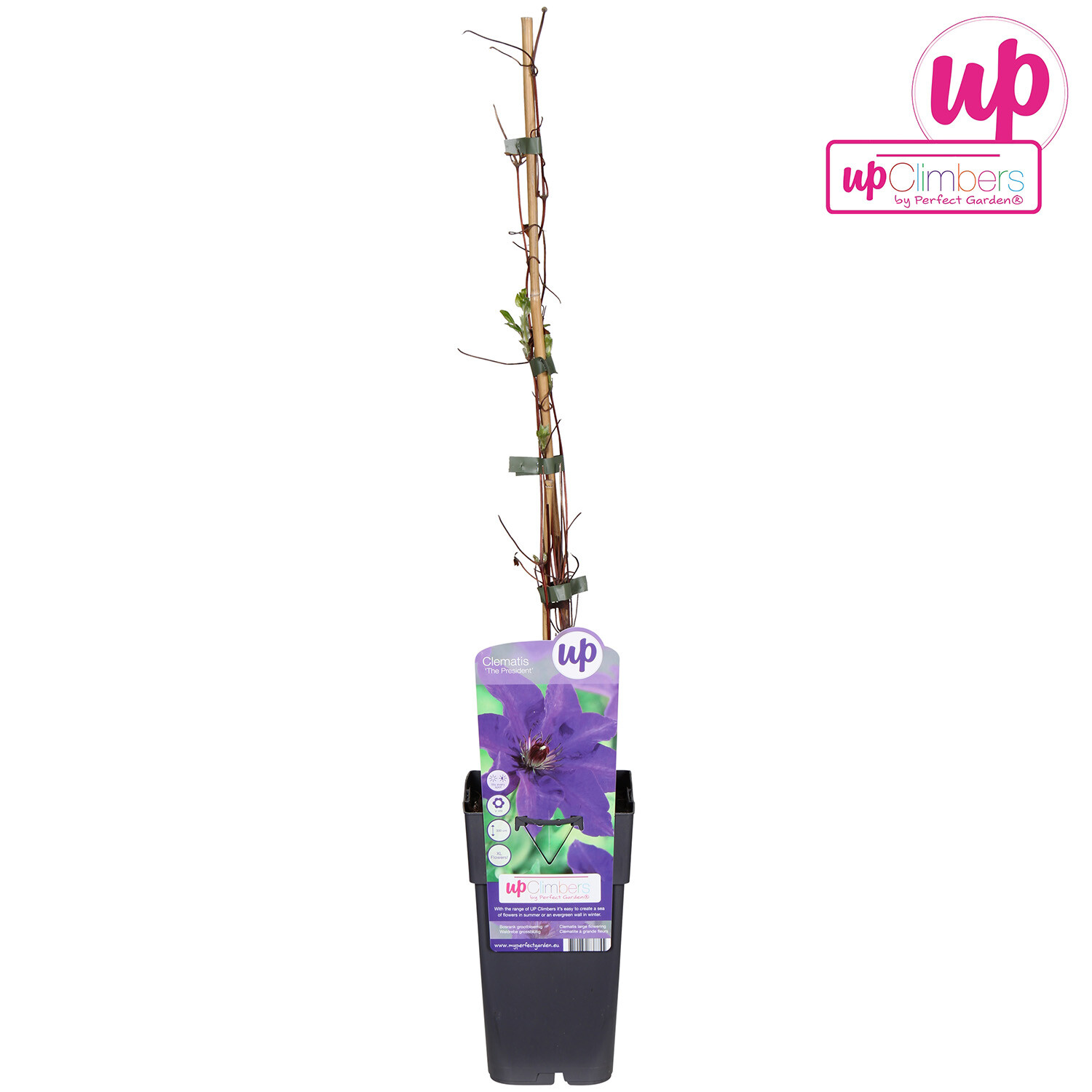 Clematis 15cm - The President Image