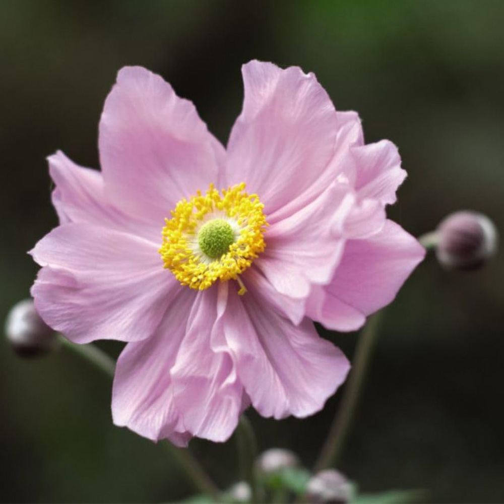 Thompson and Morgan Anemone Hybrida Konigin Charlotte Plant Pot 3L Image 1