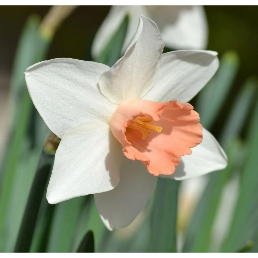 Thompson and Morgan Daffodil Pink Pride Spring Planting Bulb 16 Pack Image 2