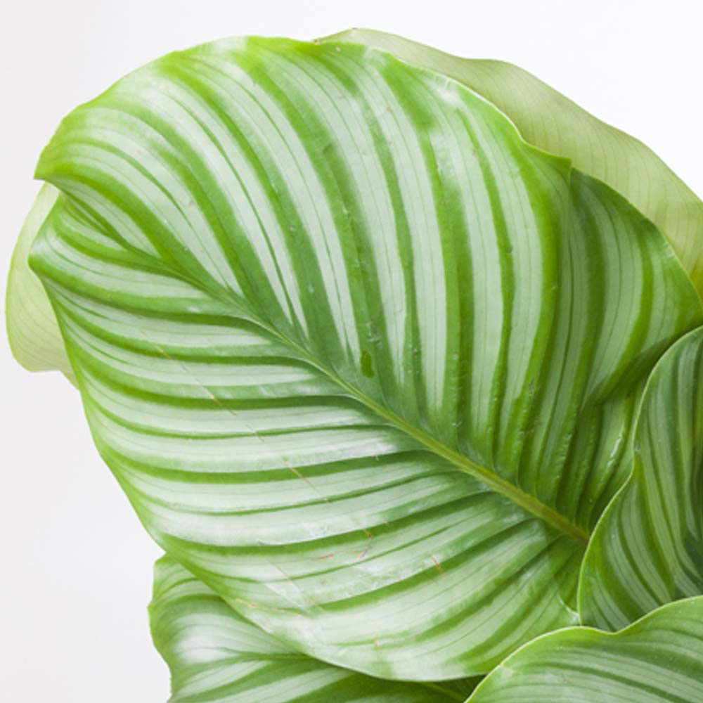 Thompson & Morgan Calatheas Species Orbifolia Potted Plant 12cm Image 3