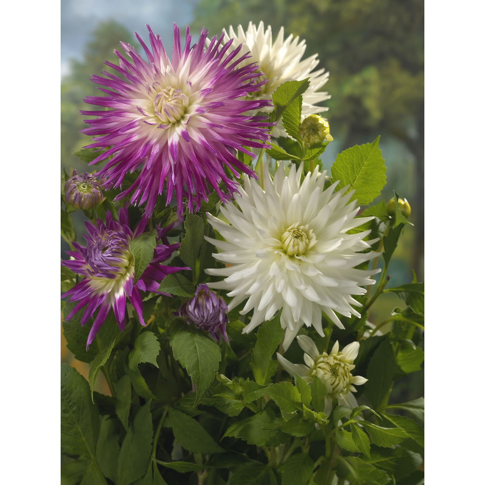 Wilko Dahlia Cactus Purple-White/White Spring     Planting Bulbs 3 pack Image