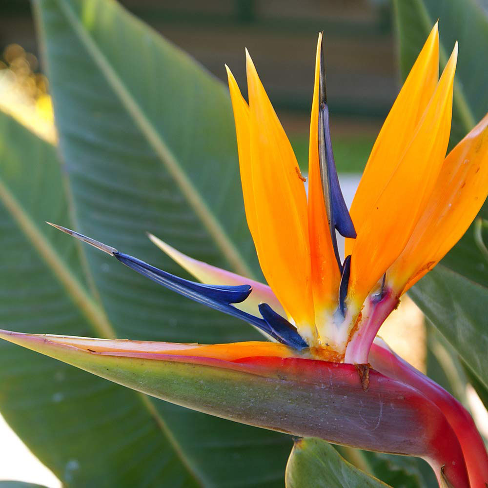 Thompson and Morgan Bird Of Paradise Plant Pot 13cm 2 Pack Image 2