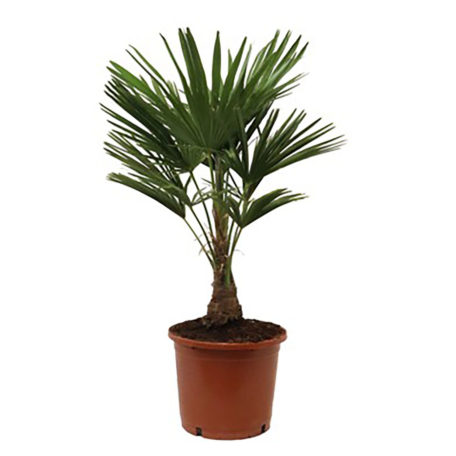 Large Trachycarpus Fortunei Image