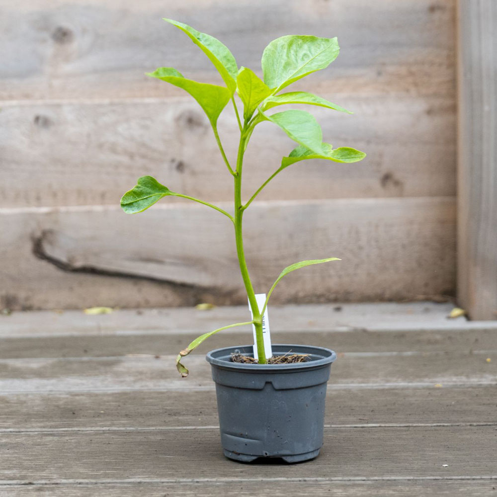 Chilli Morgan Thompson and Morgan Pepper Chilli Hot Patio Scotch Bonnet Red Plant Pot ...