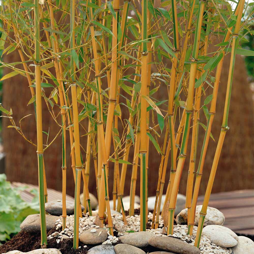 wilko Yellow Bamboo Plant 3L Pot Image 2