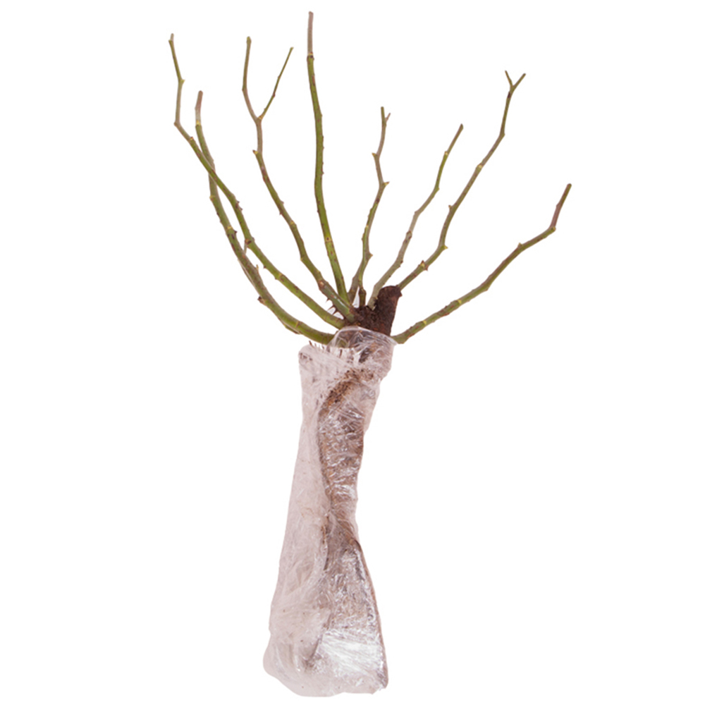 YouGarden Meteor Bare Root Rose 2 Pack Image 3