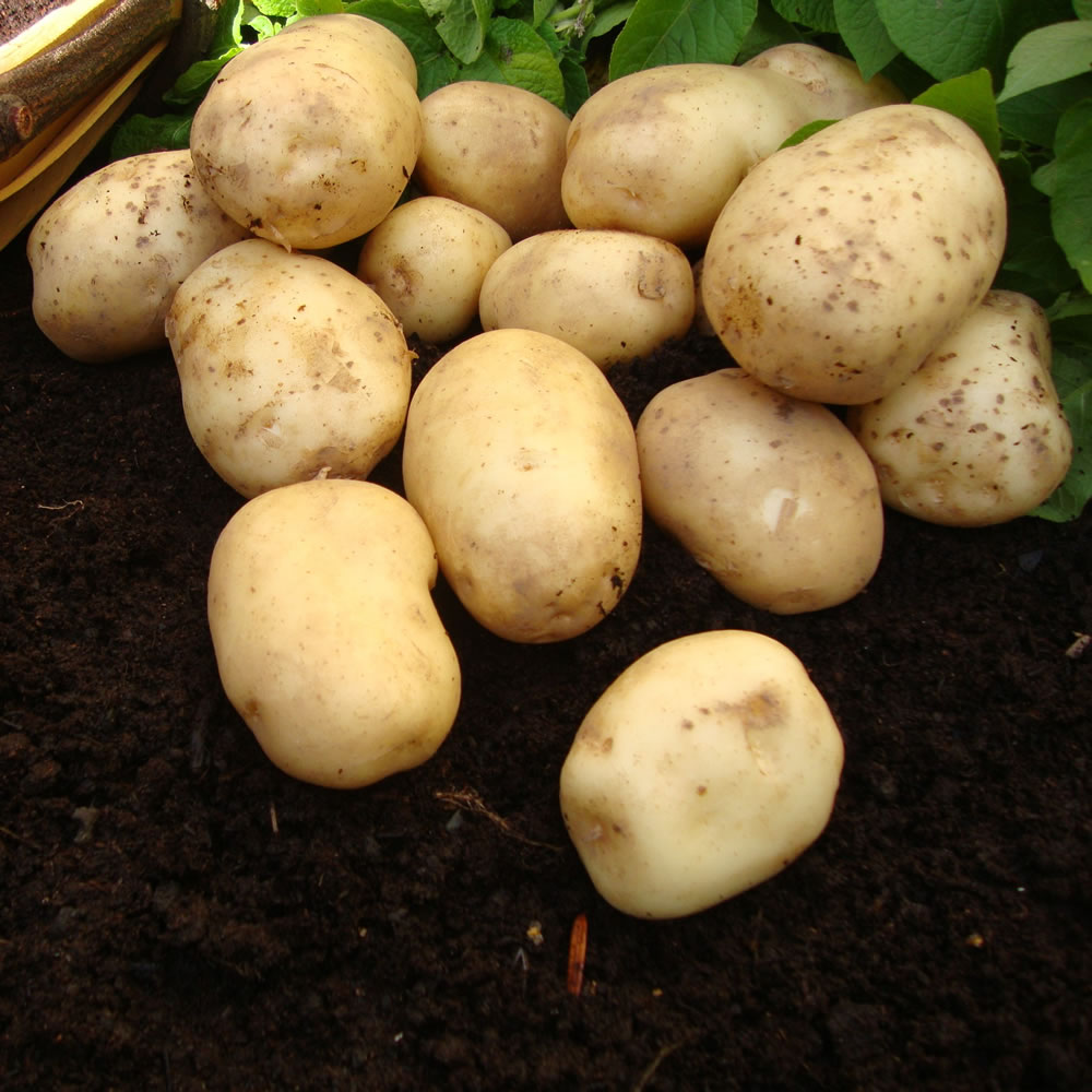 Wilko Rocket First Early Seed Potatoes 4kg Image 1
