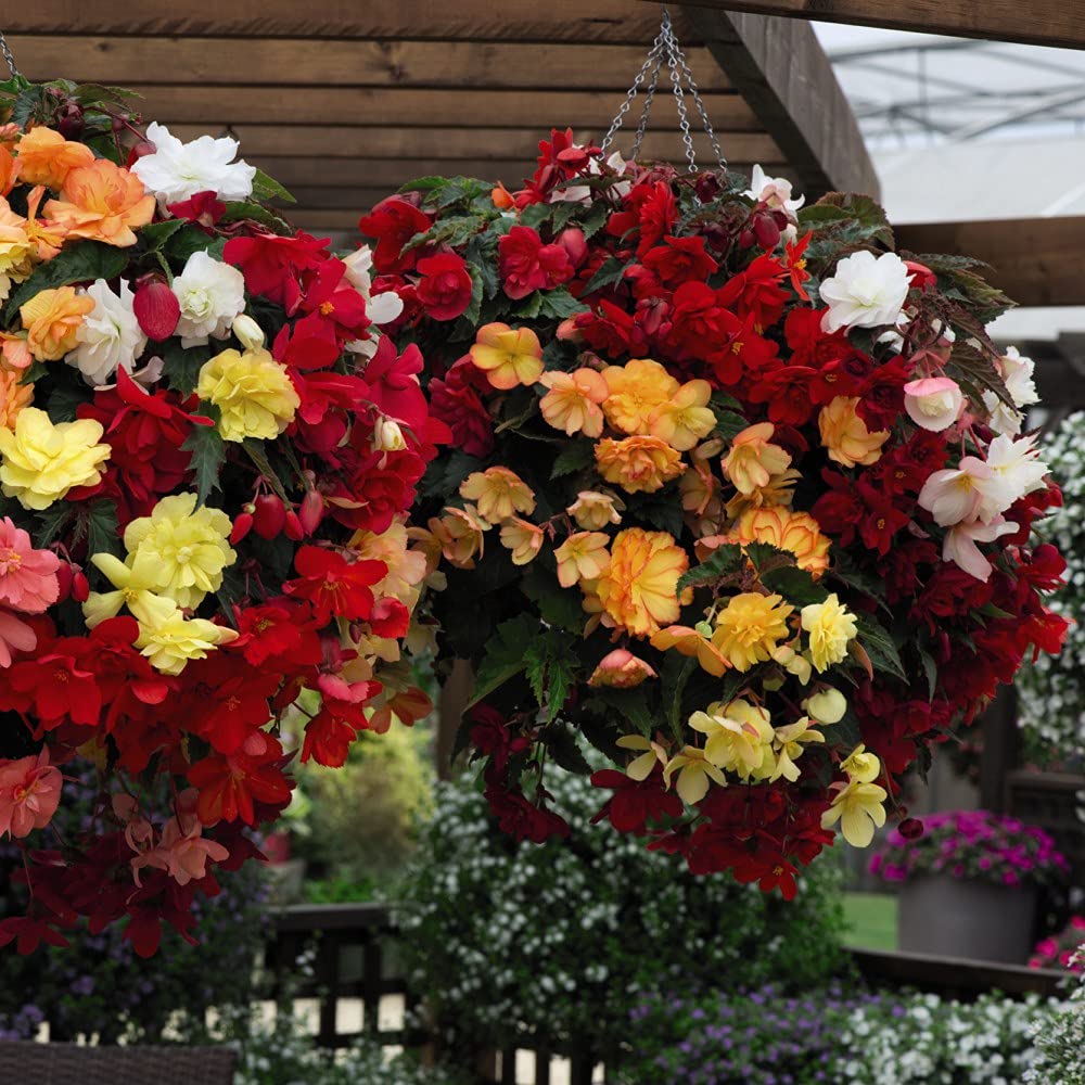 Thompson and Morgan Begonia Illumination Mix Hanging Basket 35cm Image 4