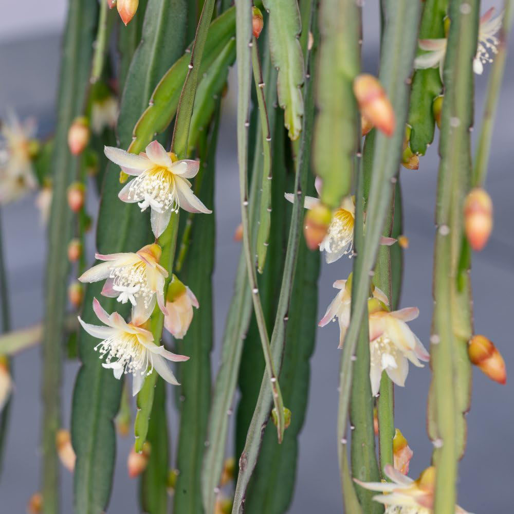 Thompson and Morgan Lepismium Bolivianum Hanging Basket 17cm Image 3