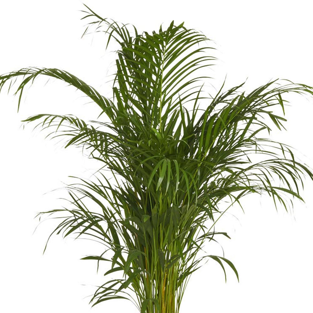 Wilko Dypsis Lutescens Areca Palm 120-140cm Image 4