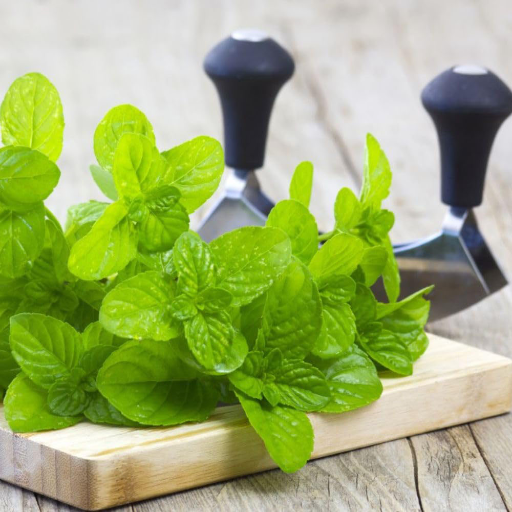 Thompson and Morgan Herb Garden Mint Plant Pot 1L 3 Pack Image 3