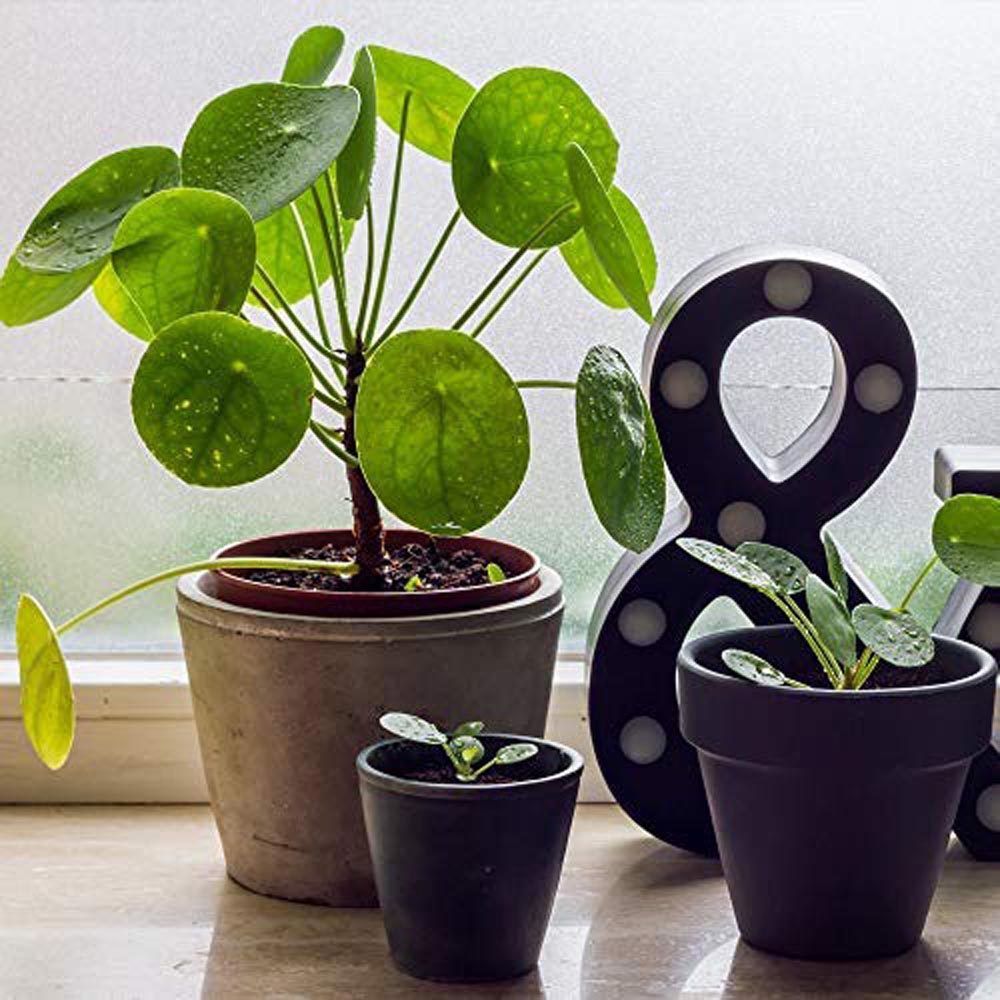 Thompson and Morgan Pilea Peperomioides Chinese Money Plant Pot 11cm 2 Pack Image 3