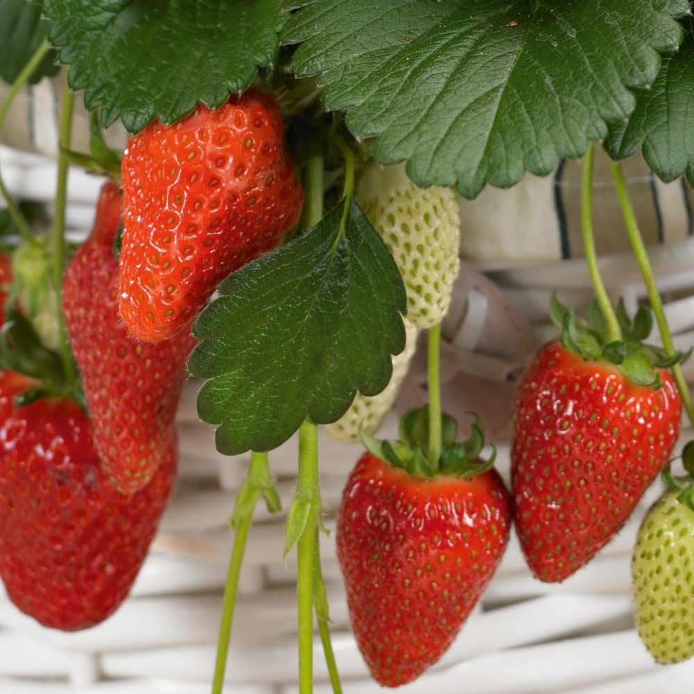 Thompson and Morgan Strawberry Fragaria Gasana Plant in Pot 9cm Image 2