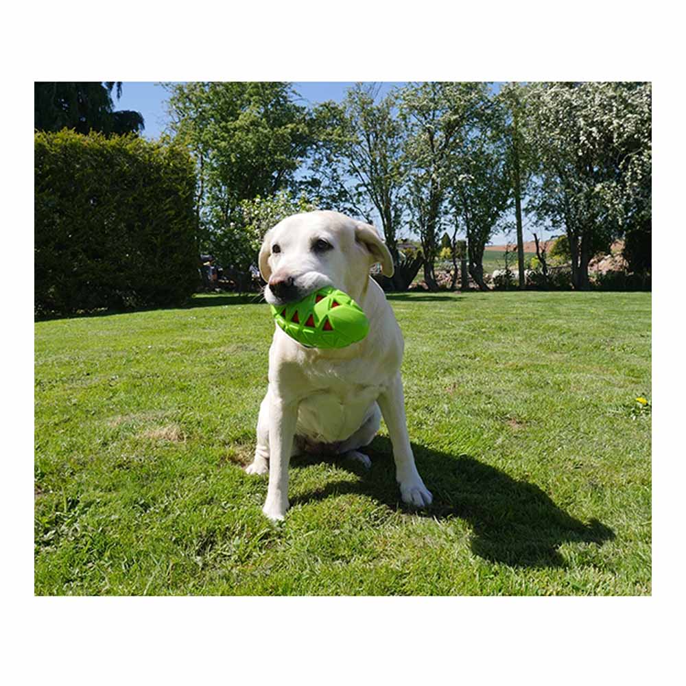 dog rugby ball