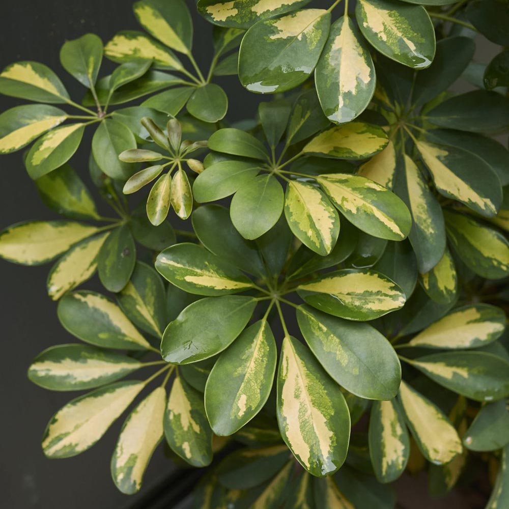 Thompson and Morgan Schefflera Arboricola Charlotte Plant in Pot 13cm Image 1