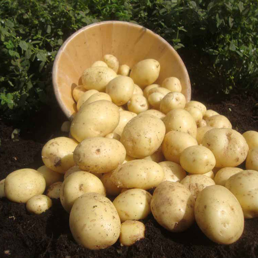 Wilko Seed Potato Casablanca 5pk Image 3