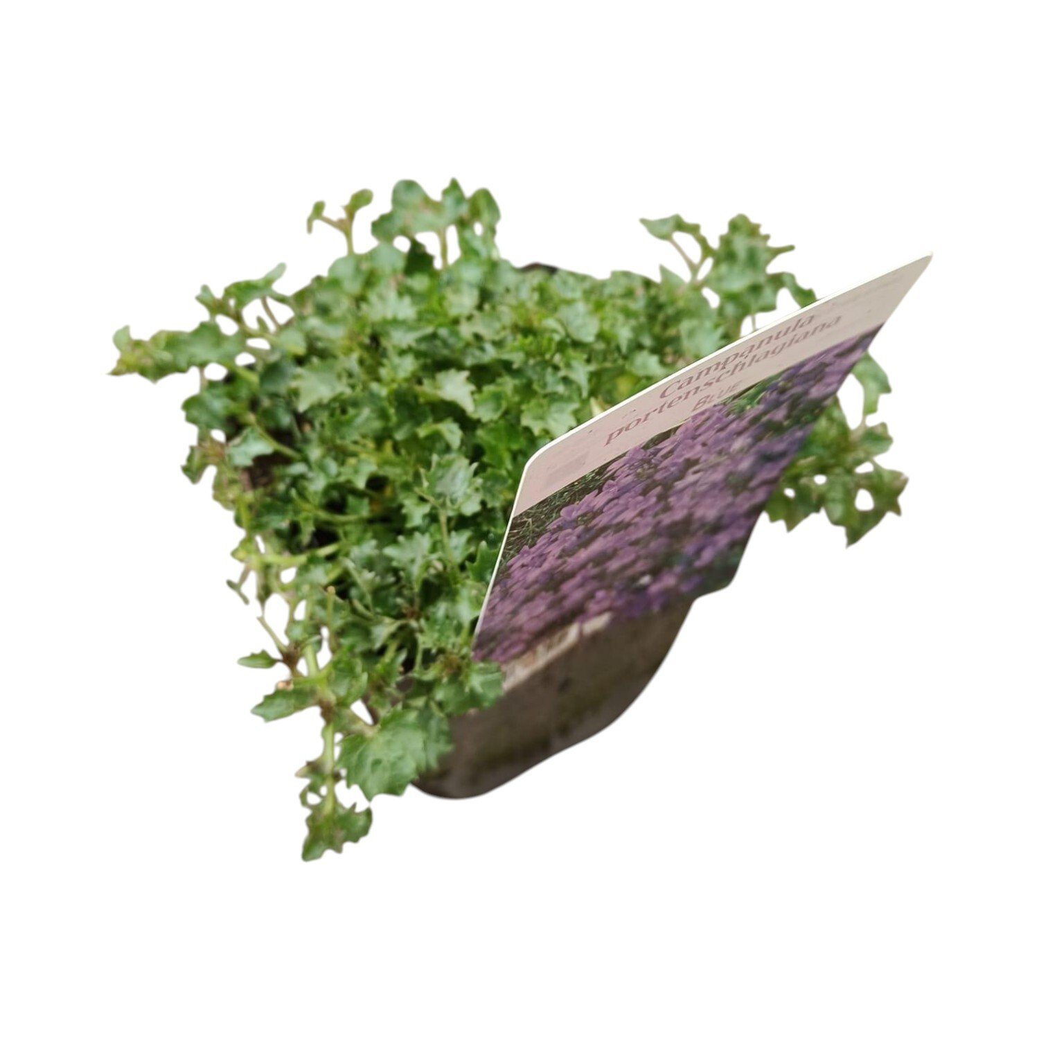 Perennial Campanula Portenschlagiana Plant Image